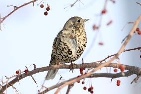 Mistle Thrush