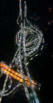 Qianchun Overpass