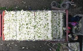 Villagers Harvesting Radishes In Off-season
