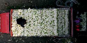 Villagers Harvesting Radishes In Off-season