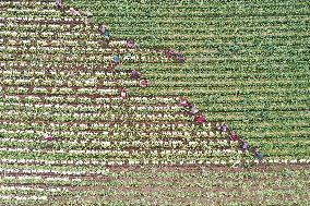 Villagers Harvesting Radishes In Off-season