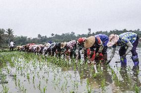 Yuan Longping Hybrid Rice