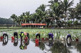 Yuan Longping Hybrid Rice