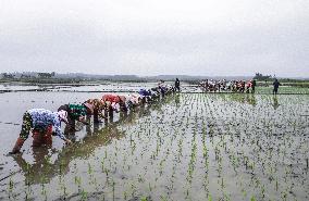 Yuan Longping Hybrid Rice