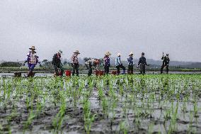 Yuan Longping Hybrid Rice