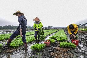 Yuan Longping Hybrid Rice