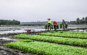 Yuan Longping Hybrid Rice