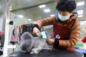 Pet Foster Care During Spring Festival