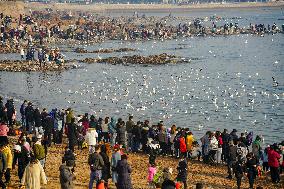 Tourists Watch Seagulls