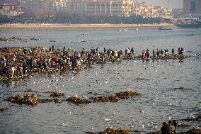 Tourists Watch Seagulls