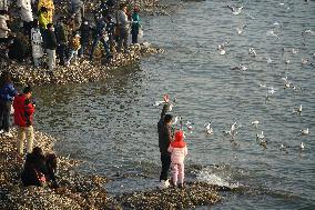 Tourists Watch Seagulls