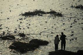 Tourists Watch Seagulls