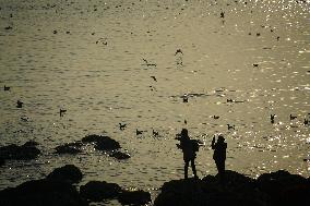 Tourists Watch Seagulls