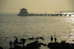 Tourists Watch Seagulls