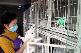 Pet Foster Care During Spring Festival