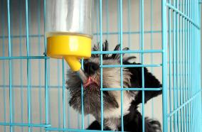 Pet Foster Care During Spring Festival