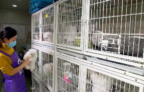 Pet Foster Care During Spring Festival