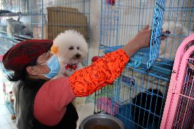 Pet Foster Care During Spring Festival