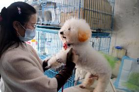 Pet Foster Care During Spring Festival