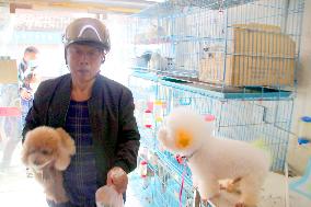 Pet Foster Care During Spring Festival