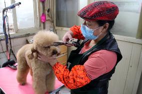 Pet Foster Care During Spring Festival