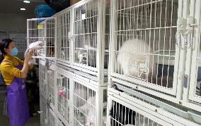 Pet Foster Care During Spring Festival