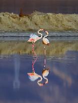 China Environmental Improvement