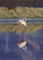 China Environmental Improvement