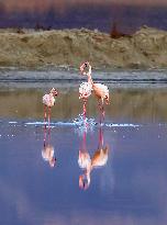 China Environmental Improvement