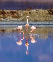 China Environmental Improvement