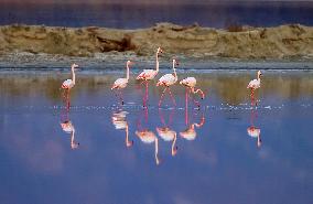 China Environmental Improvement