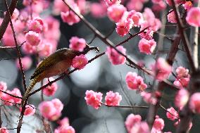 Mountain Bulbul