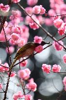 Mountain Bulbul