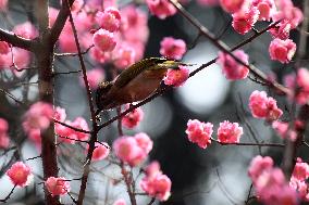 Mountain Bulbul