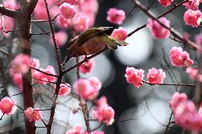 Mountain Bulbul