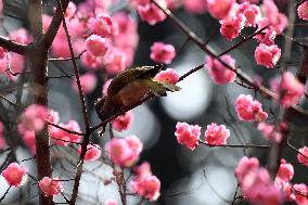 Mountain Bulbul