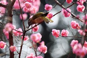 Mountain Bulbul