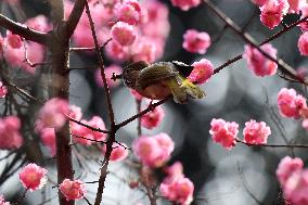 Mountain Bulbul