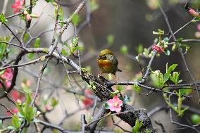 Xiangsi Bird