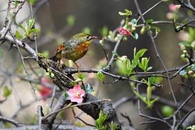 Xiangsi Bird