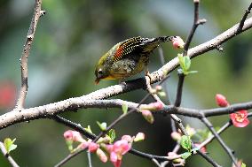 Xiangsi Bird