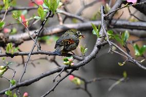 Xiangsi Bird