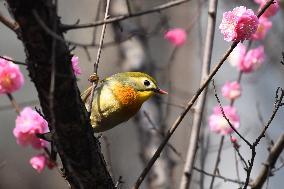 Xiangsi Bird