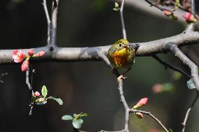 Xiangsi Bird