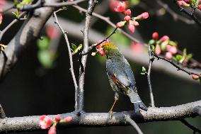 Xiangsi Bird