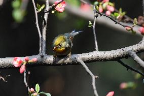 Xiangsi Bird