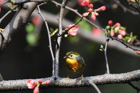 Xiangsi Bird