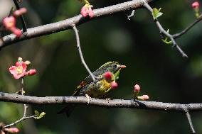 Xiangsi Bird