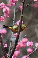 Xiangsi Bird