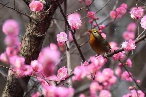 Xiangsi Bird